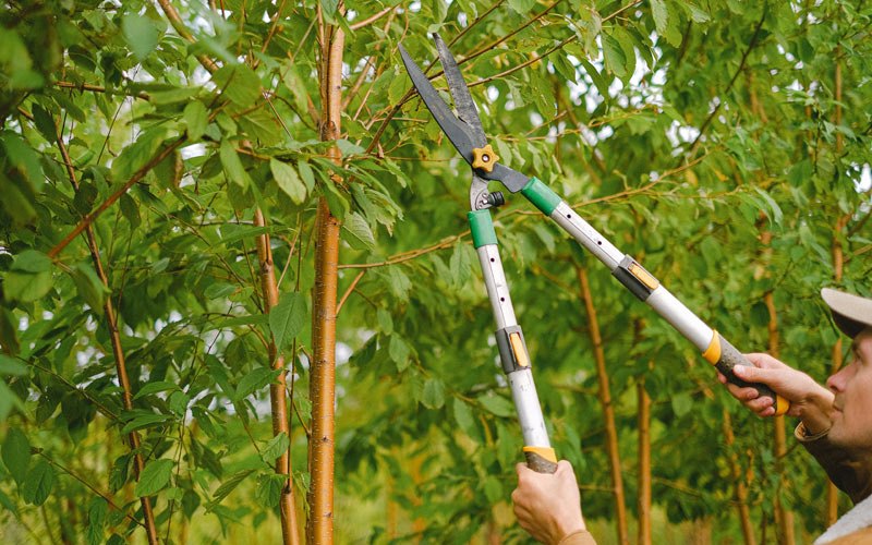 Tree trimming in Mancos, CO